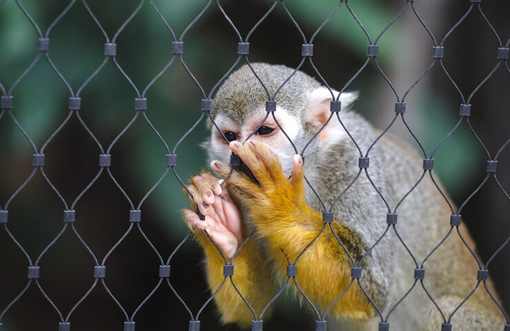 Animal Enclosures