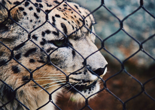 Lynx with black nets